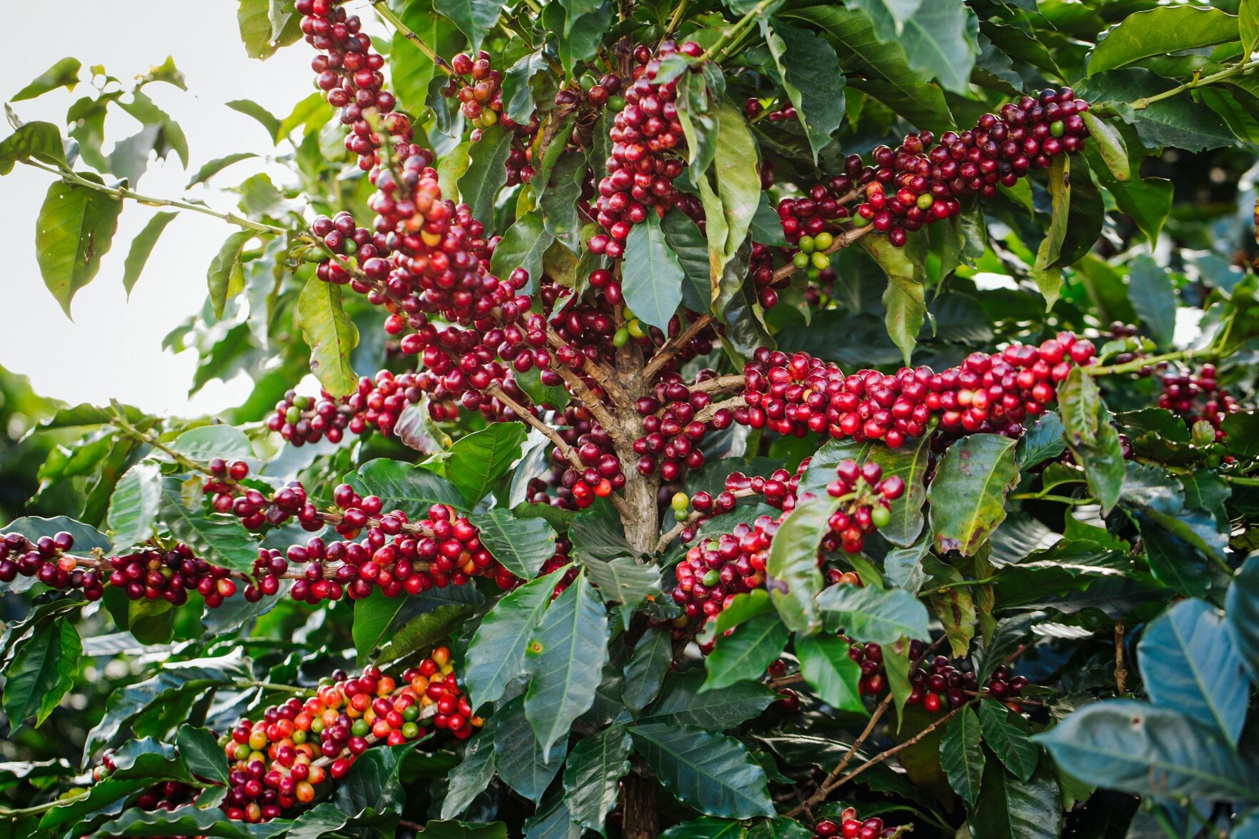 Coffee is in danger. Starbucks is working on solutions